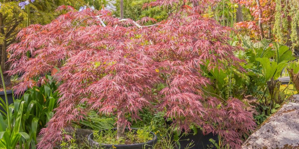 Fall Perennials