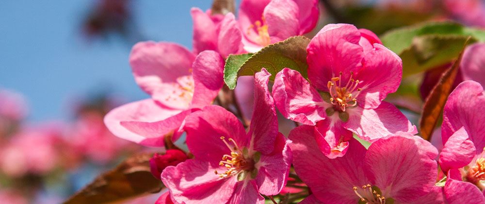 kelsey flowering crabapple bloom