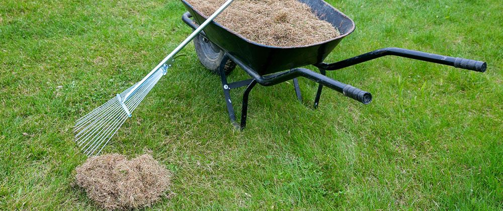 rake for dethatching lawn with wheelbarrow