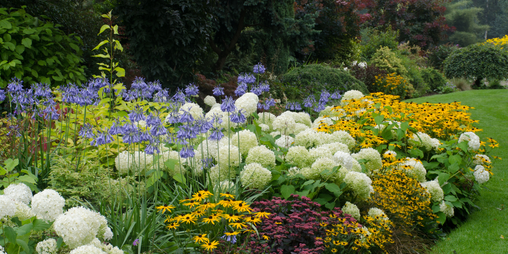 Salisbury Landscaping-Sherwood Park-Alberta-garden border with hydrangeas-Rudbekia and other perennials