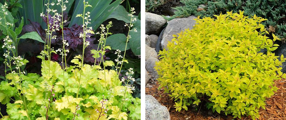 Salisbury Landscaping coral bells and spirea shrub