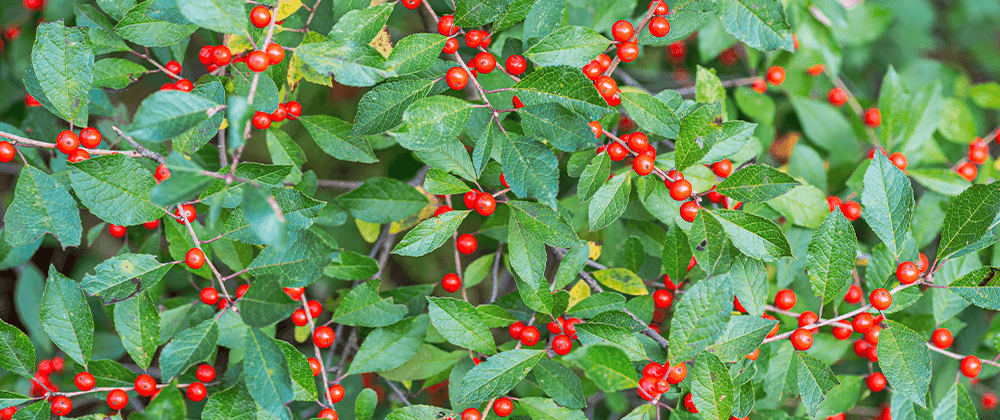 -alberta hardy holly ilex salisbury landscaping