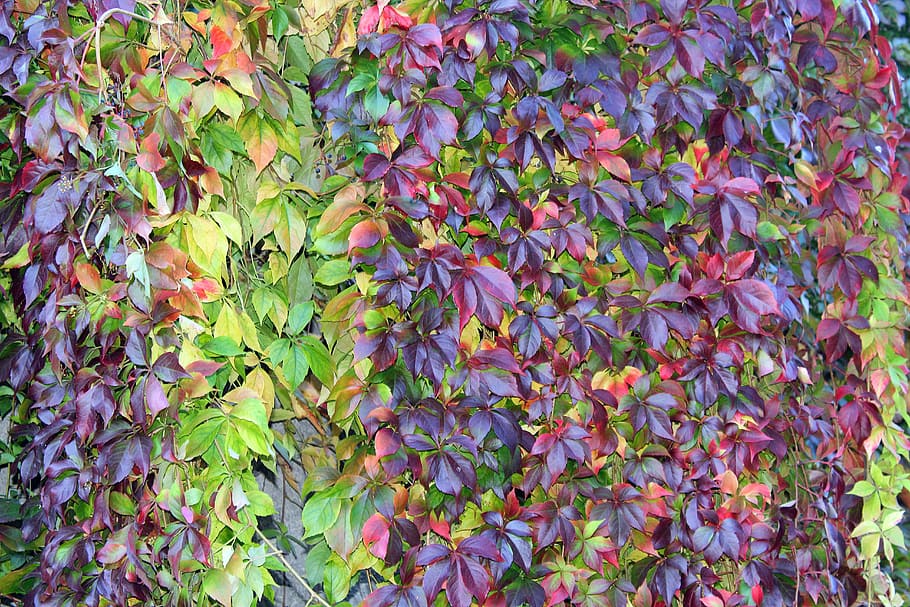 Virginia Creeper for colour in the Fall season