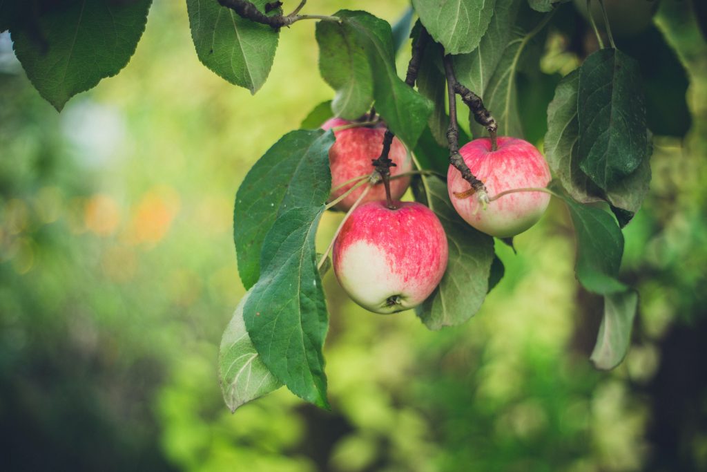 Edible Fruit Trees