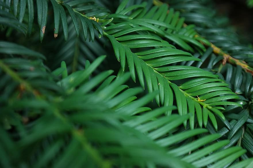 Evergreens for colour in the Winter season