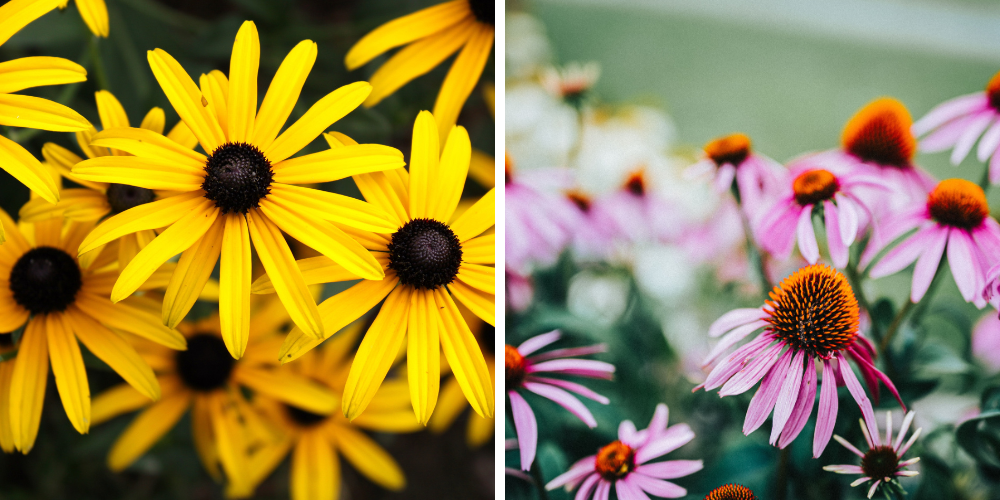 Salisbury Landscaping-Sherwood Park-Alberta-Colour Theory in Landscpae Design-rudbekia and purple coneflower colou