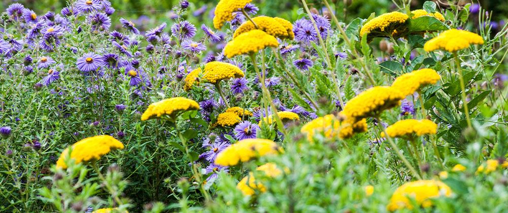 yarrow and aster plants native to Edmonton