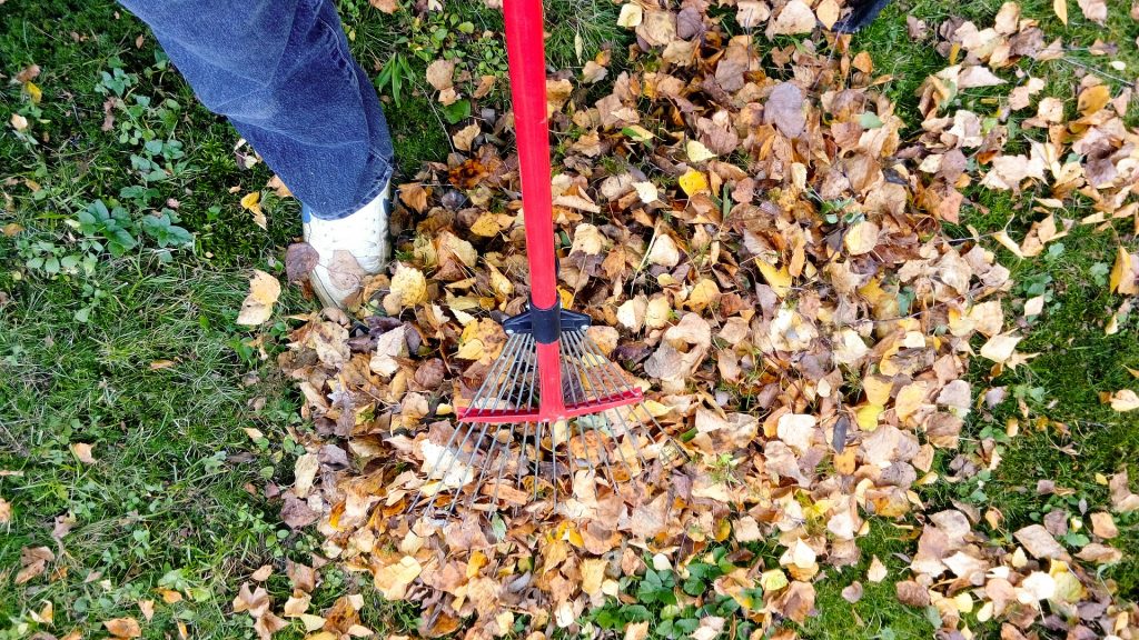 cleanup debris in your yard