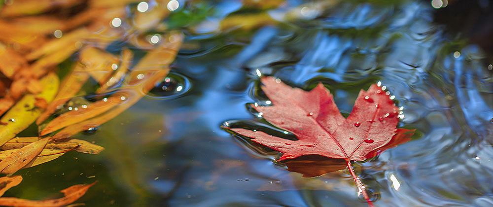 fall leaves in water fountain salisbury greenhouse