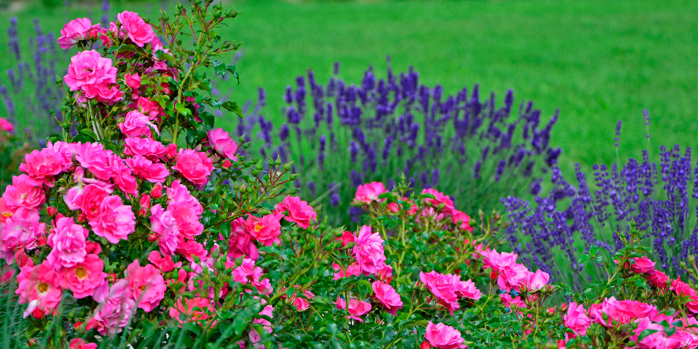 Salisbury Landscaping-Sherwood Park-Alberta-pink flowers in mixed gardeb border with purple flowers