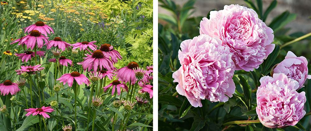 Salisbury Landscaping echinacea flower and peonies