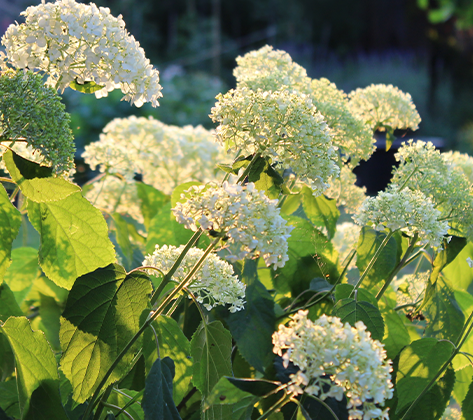 Annabelle Hydrangea