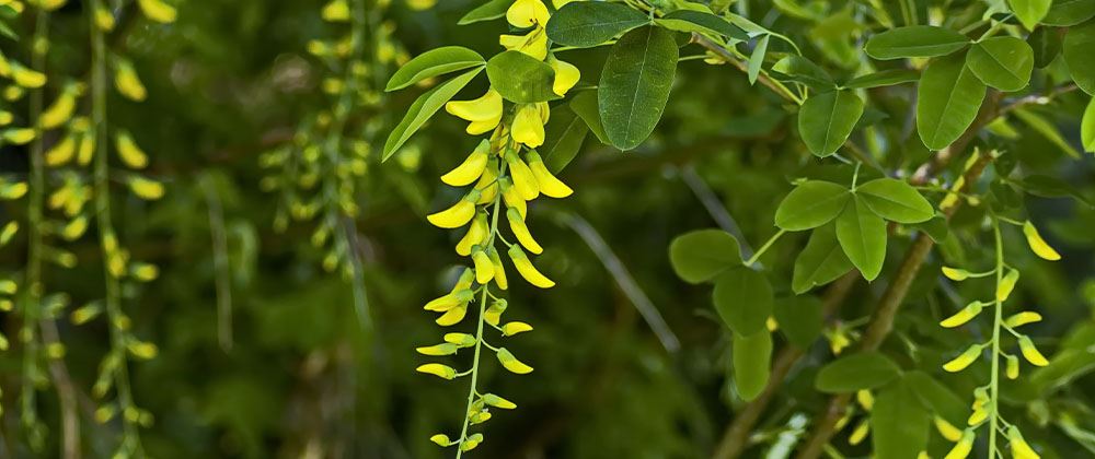 weeping peashrub bloom