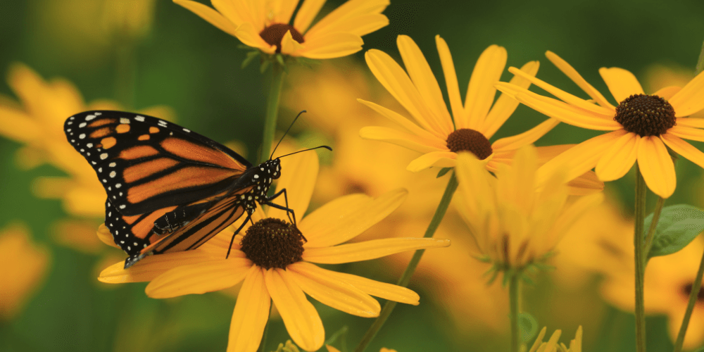 Salisbury Landscaping-Sherwood Park-Alberta-low maintenance landscaping-monarch butterfly on Rudbekia 