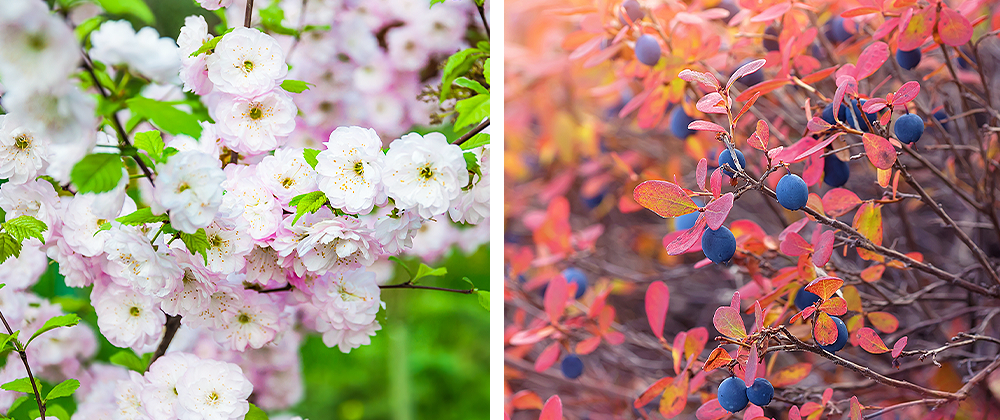 Salisbury Landscaping plum tree and blueberry bush