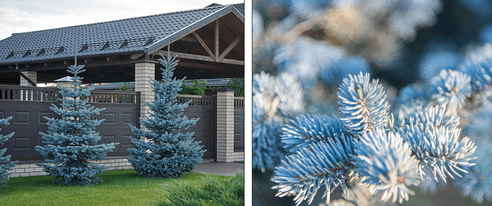 -ornamental blue spruce salisbury landscaping