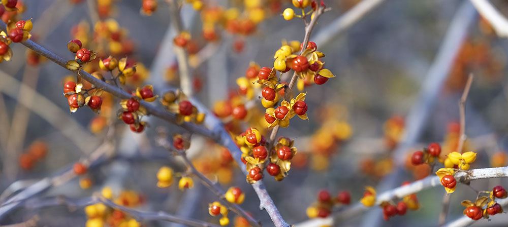 bittersweet plant