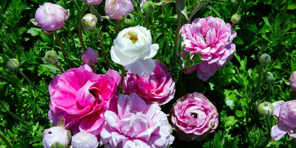 Salisbury Landscaping-Sherwood Park-Alberta-pink and white roses