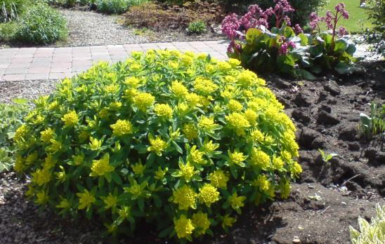 Mounding Perennials