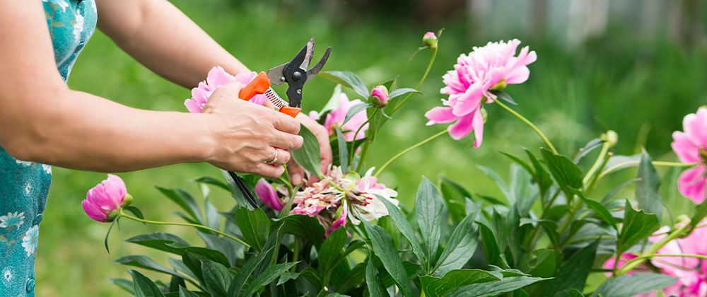 woman pruning pink peonies