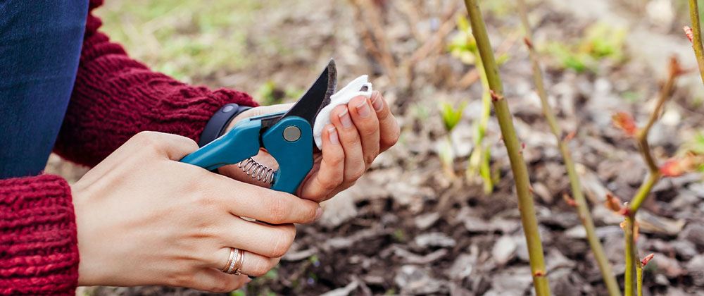 sanitizing garden shears