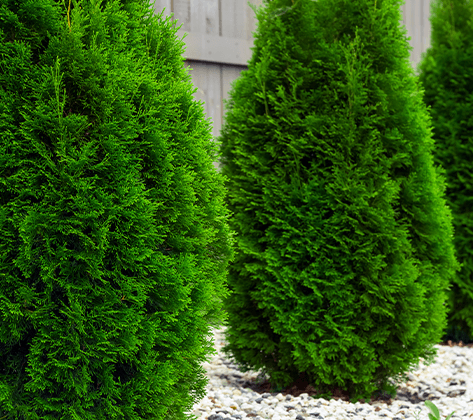 Arborvitae