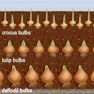 bulbs