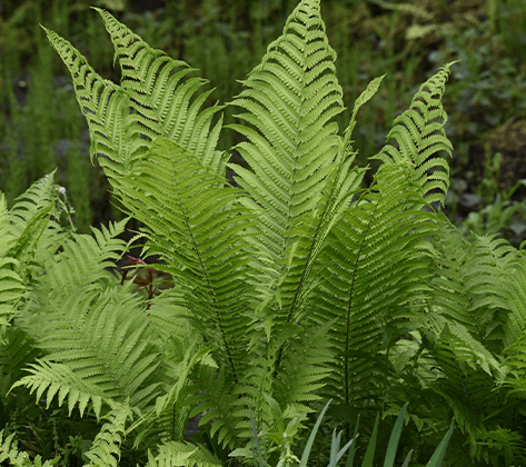 Ostrich Fern