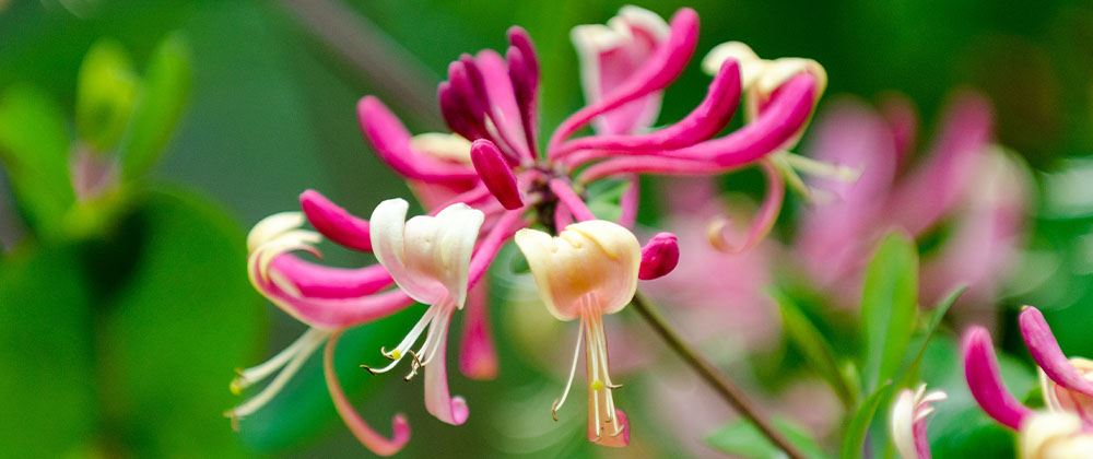 honeyrose honeysuckle plant