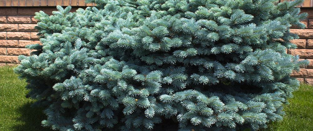 Dwarf Alberta Spruce