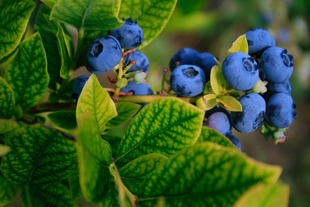 Edible Berry Bushes