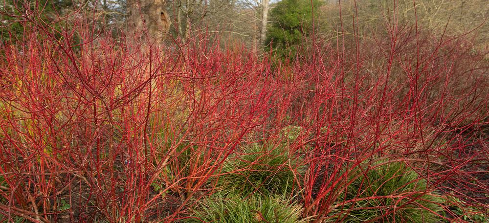 red dogwood branches in the fall