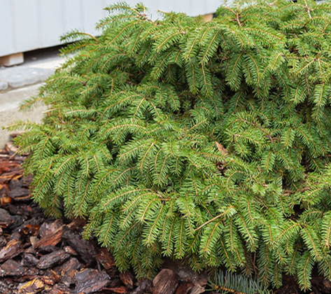 Bird’s Nest Spruce