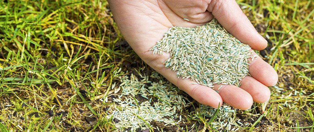 hand full of lawn seed for overseeding patches