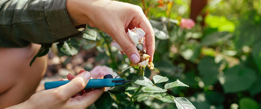 cutting back dead material on perennials