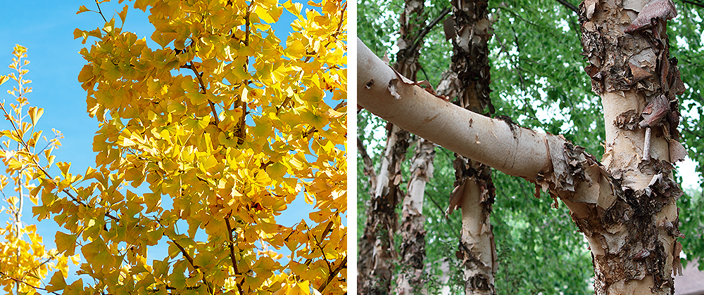 Salisbury Landscaping Ginkgo tree and paperbirch tree