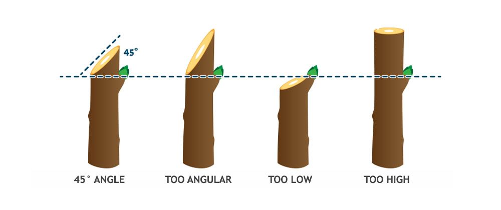 Salisbury Landscaping-Alberta-Spring Pruning for Alberta-proper pruning angles