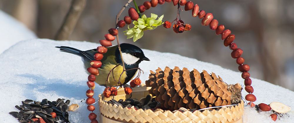 DIY bird feeder with bird eating