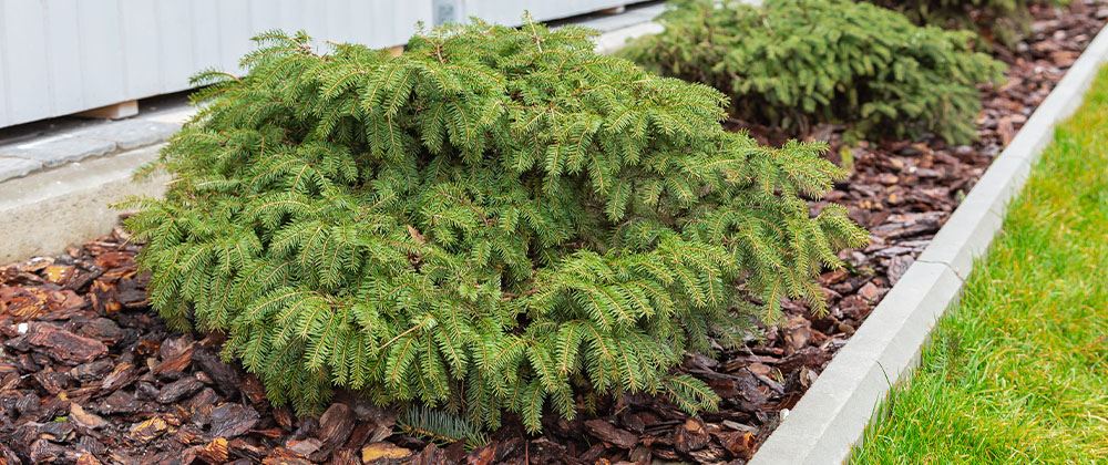 Bird’s Nest Spruce