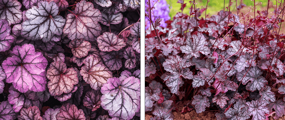 -coral bells shade garden salisbury landscaping