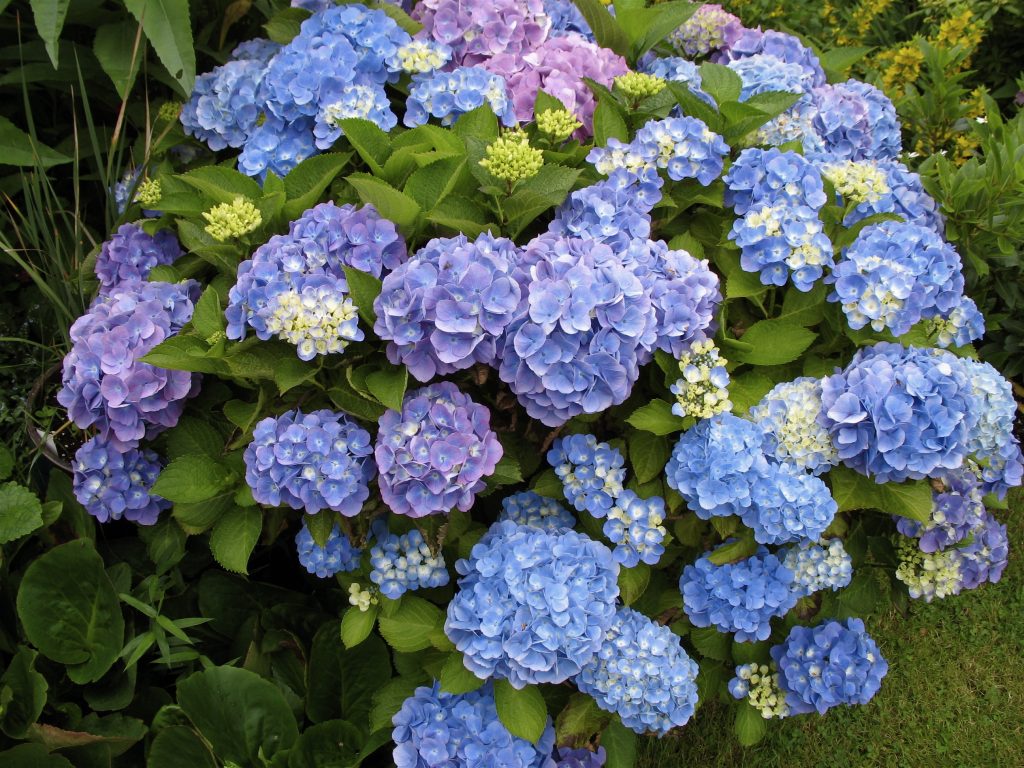 Hydrangeas for colour in the Summer season