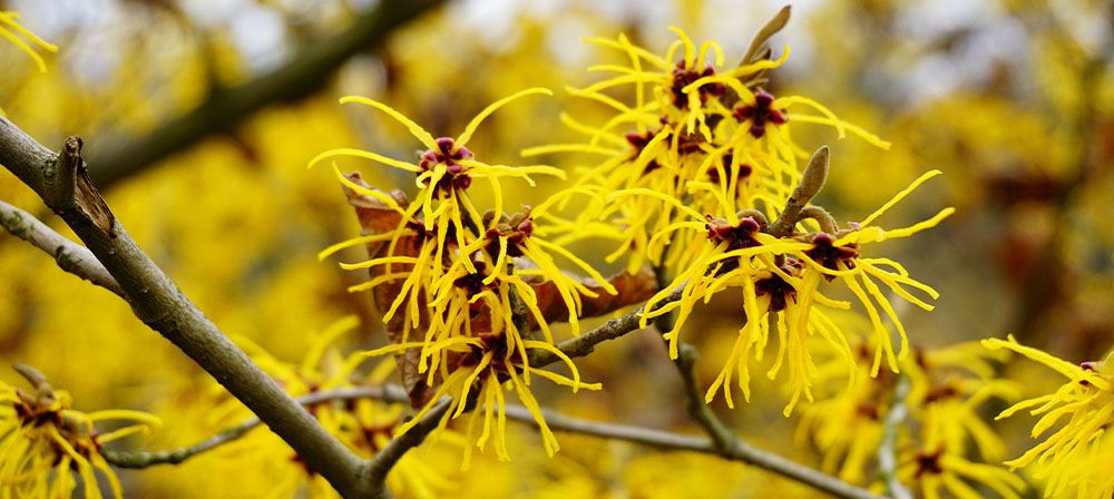 witch hazel blooming