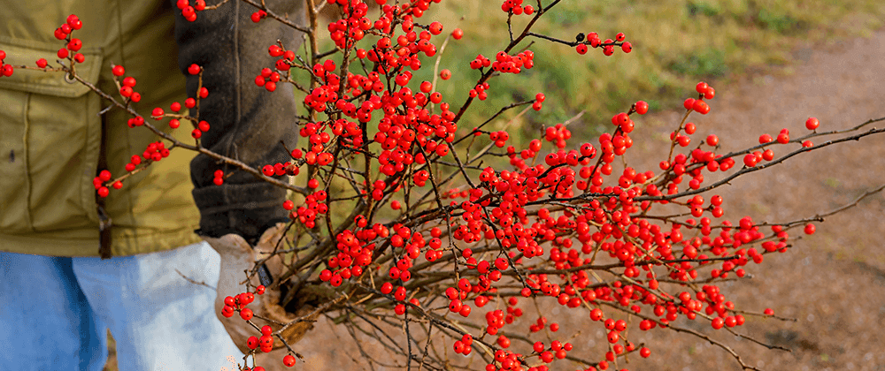 -harvesting holly salisbury landscaping