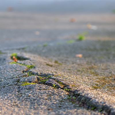 Salisbury Landscaping-Alberta-Common Unexpected Landscape Complications-tree root pavement