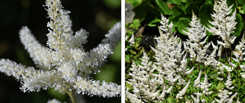 -bridal veil astilbe salisbury landscaping