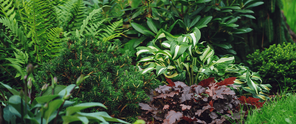 -fern and hosta garden salisbury landscaping