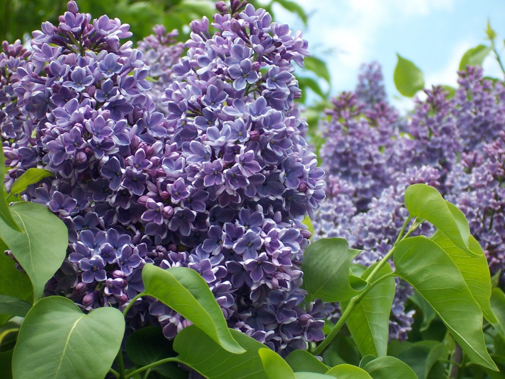 Lilacs for colour in the Spring season