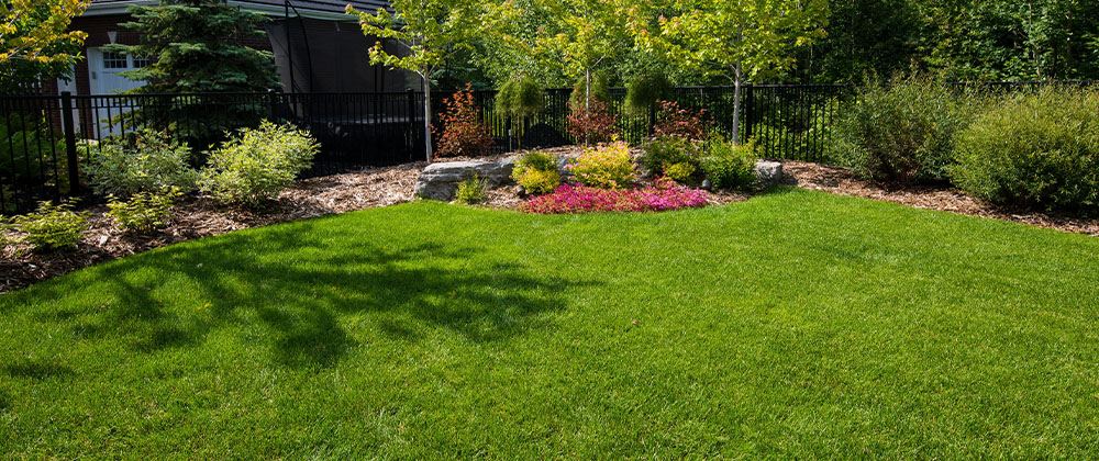 healthy and green backyard lawn