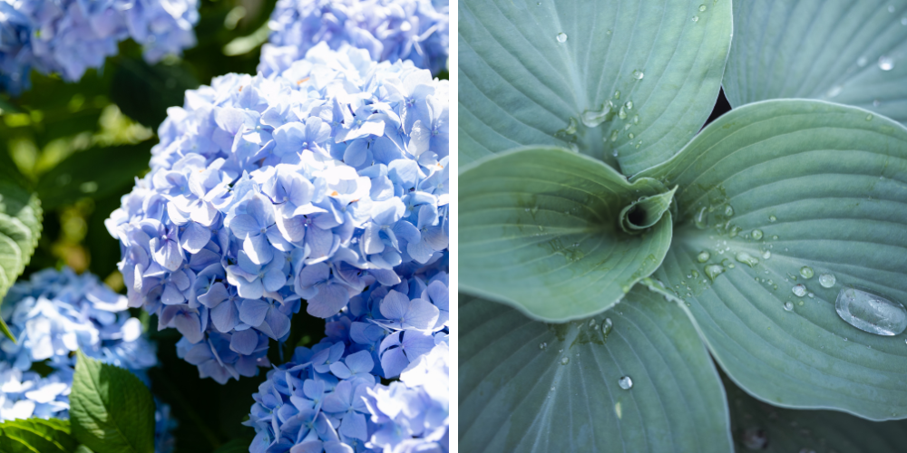 Salisbury Landscaping-Sherwood Park-Alberta-Colour Theory in Landscpae Design-blue hydrangeas and blue hostas colo