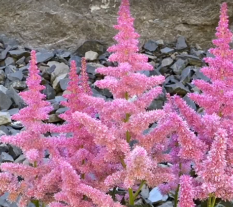 Astilbe